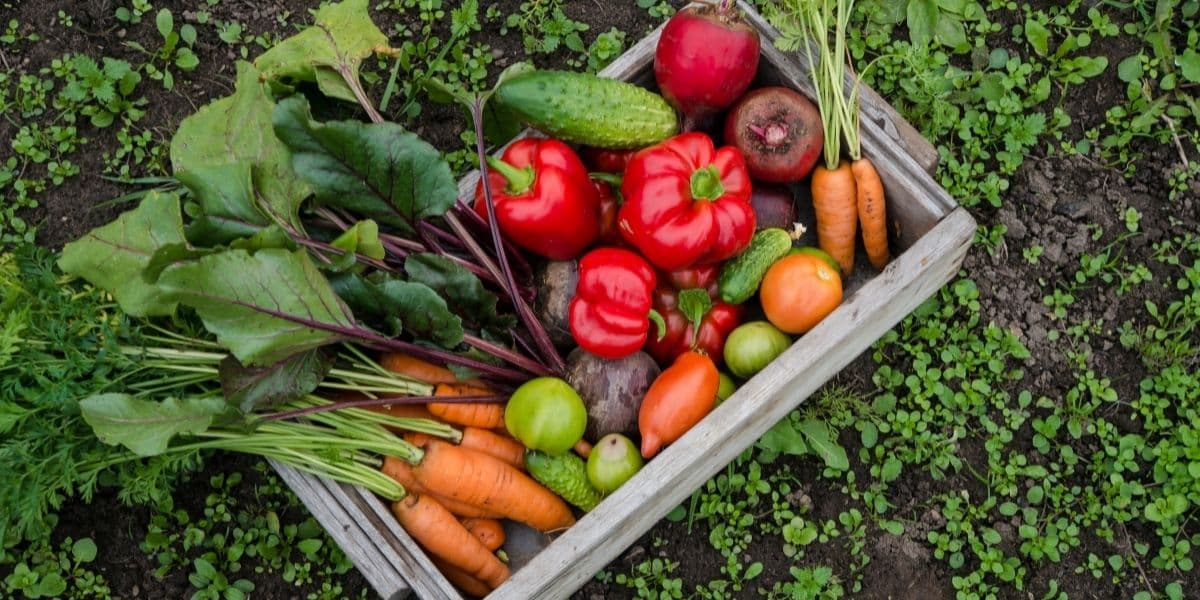 How to Start Your Own Garden and Grow a Sustainable Food Source